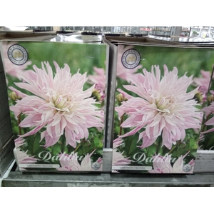 Dahlia   ...flowerbulbs