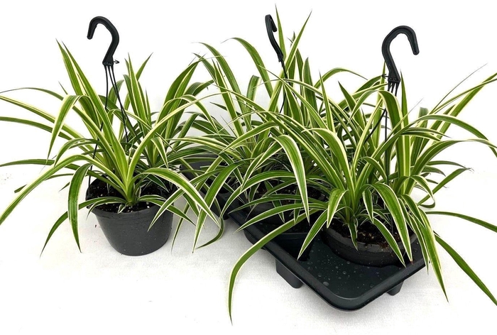 <h4>CHLOR COMOSUM</h4>