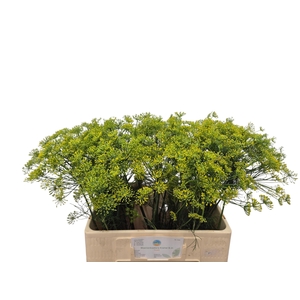 Anet Graveolens