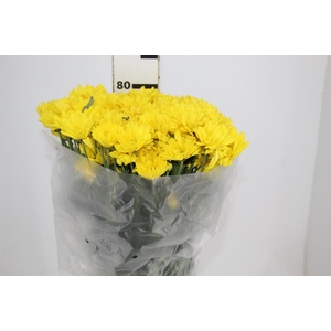 CRISANTEMO SUNNY REAGAN 080 CM