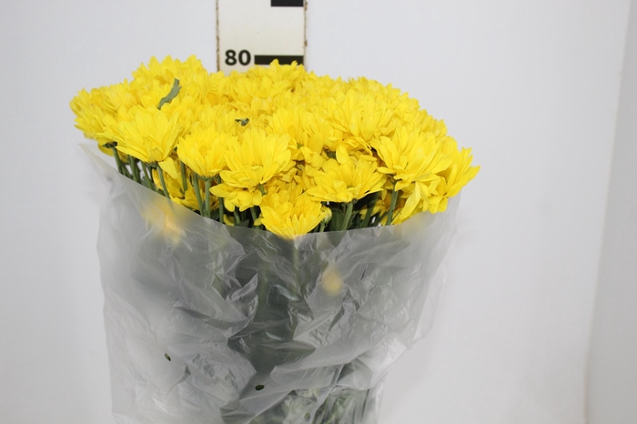 <h4>CRISANTEMO SUNNY REAGAN 080 CM</h4>