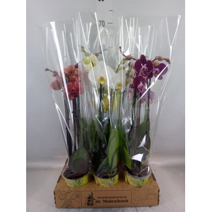 Phalaenopsis   ...mix  4