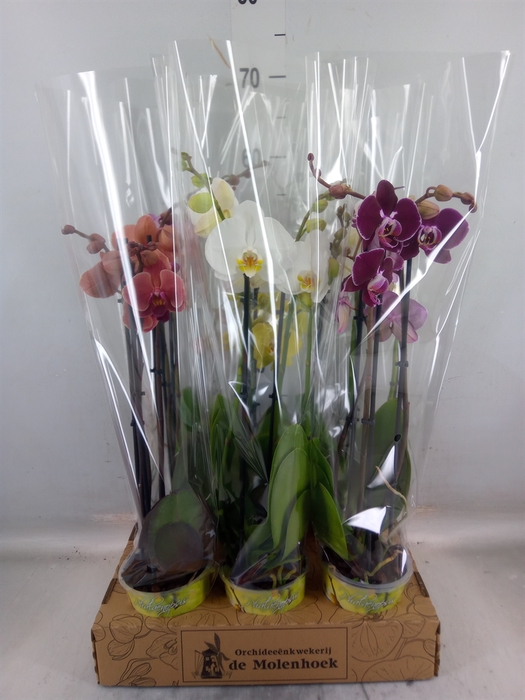 <h4>Phalaenopsis   ...mix  4</h4>