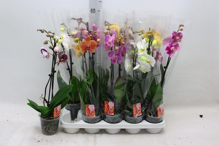 PHAL GEM