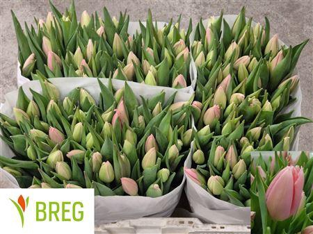 <h4>TU EN BIG LOVE</h4>