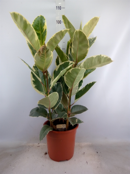 <h4>Ficus elastica 'Tineke'</h4>