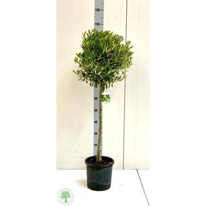 Olea europaea 22Ø 120cm