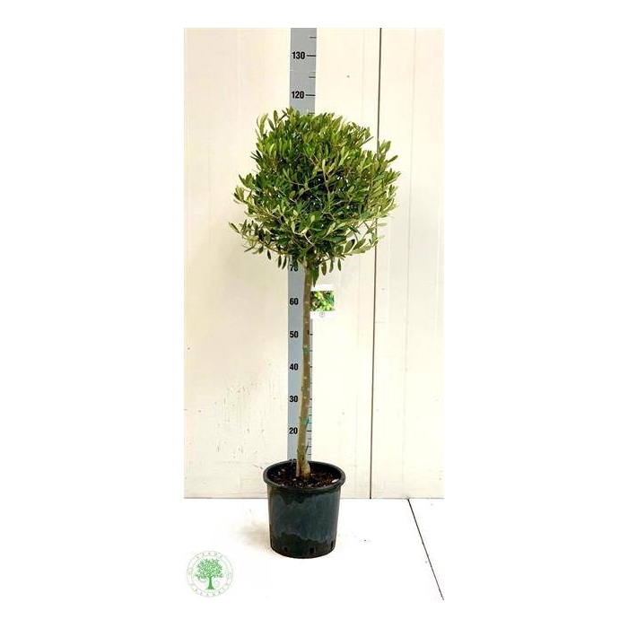 <h4>Olea europaea 22Ø 120cm</h4>