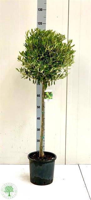 Olea europaea 22Ø 120cm