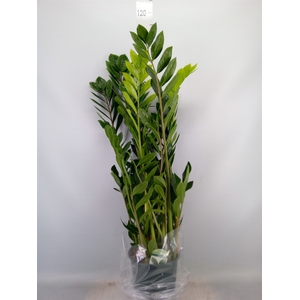 Zamioculcas zamiifolia