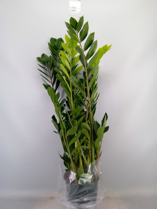 <h4>Zamioculcas zamiifolia</h4>
