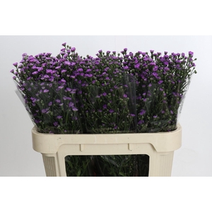 Aster Baby Pink