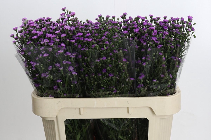 <h4>Aster Baby Pink</h4>
