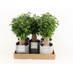 Ficus Be Natasja Keramiek Gaia