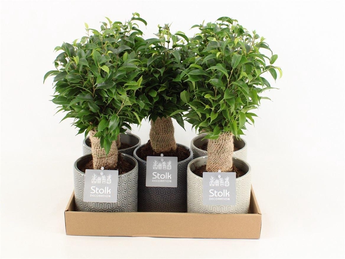 <h4>Ficus Be Natasja Keramiek Gaia</h4>