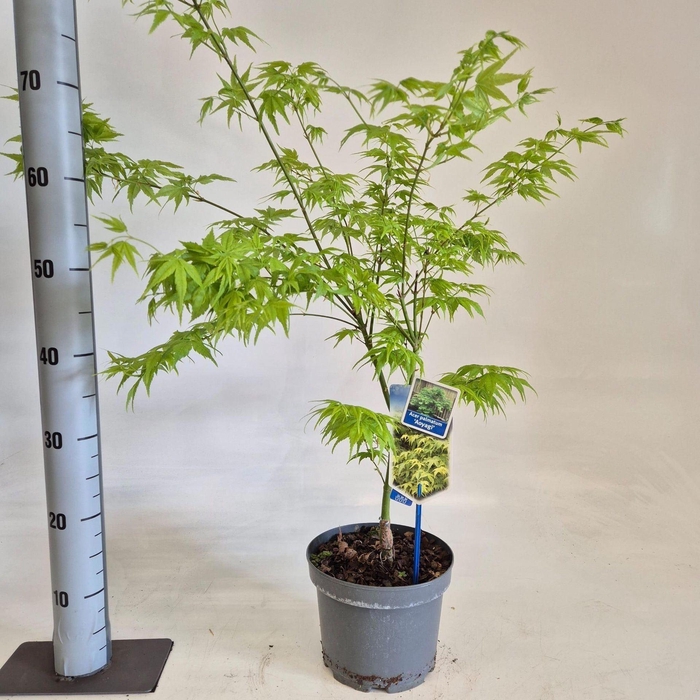 Acer palmatum Aoyagi