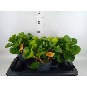 Peperomia obt. 'Green Gold'