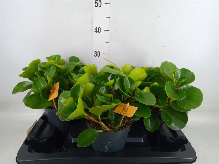 <h4>Peperomia obt. 'Green Gold'</h4>