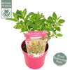 Buddleja Butterfly Candy Little Rub