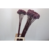 Allium  'Summer Drummer'