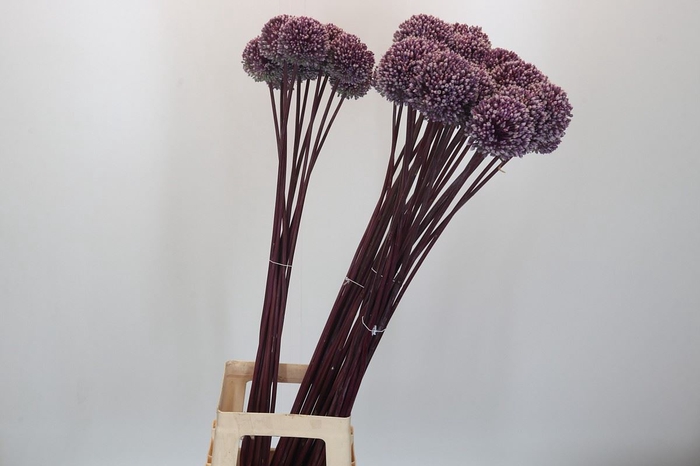 <h4>Allium  'Summer Drummer'</h4>