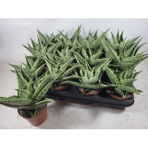 ALOE VARIEGA TRIBAL