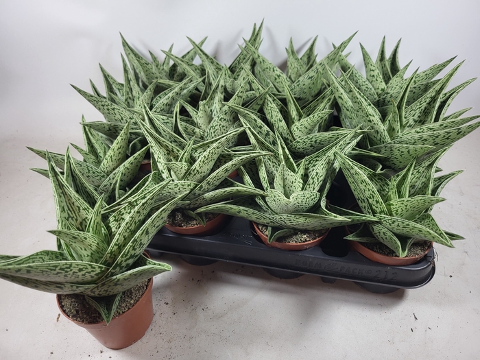 <h4>ALOE VARIEGA TRIBAL</h4>