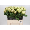 Paeonia Ivory Victory