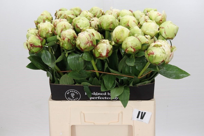 Paeonia Ivory Victory