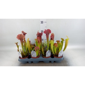 Vleesetende planten