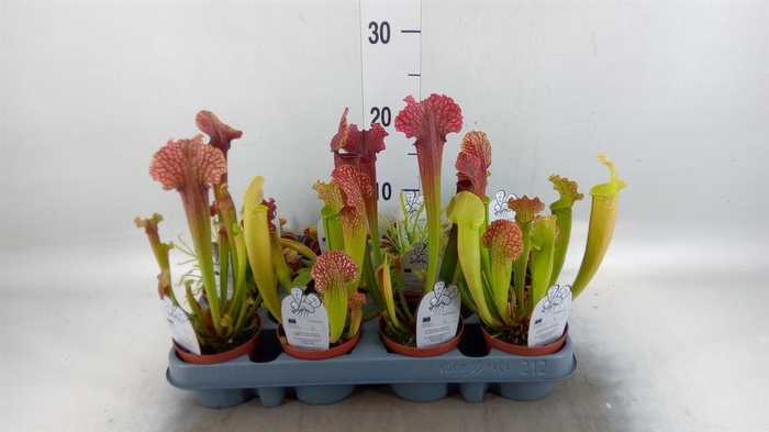 <h4>Vleesetende planten</h4>