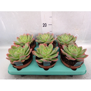 Echeveria   ...