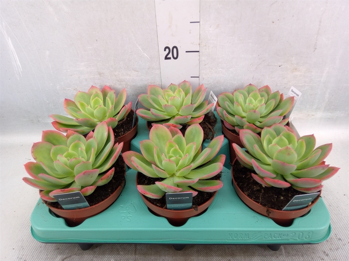 Echeveria   ...