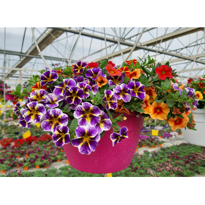 Calibrachoa Minifamous gemengd