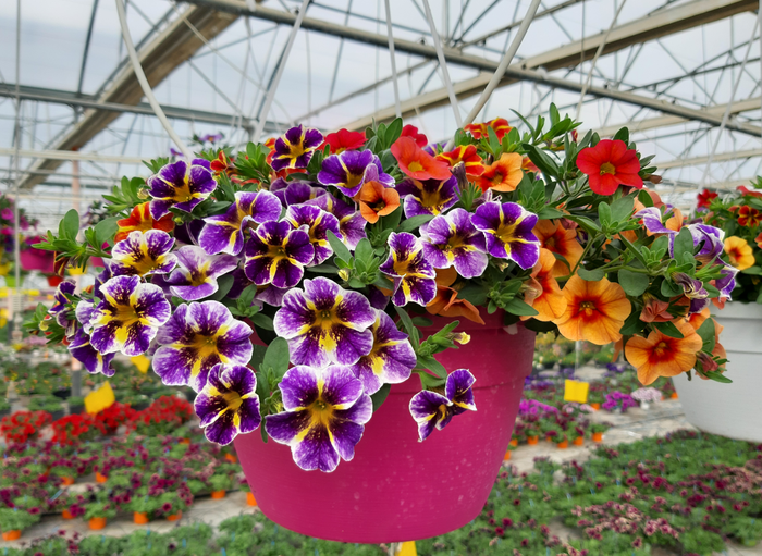 <h4>Calibrachoa Minifamous gemengd</h4>