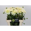Dahlia Champagne