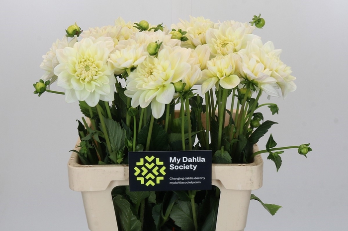 Dahlia Champagne