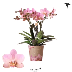 Kolibri Orchids Phalaenopsis Jewel Treviso 4 spike 12 cm