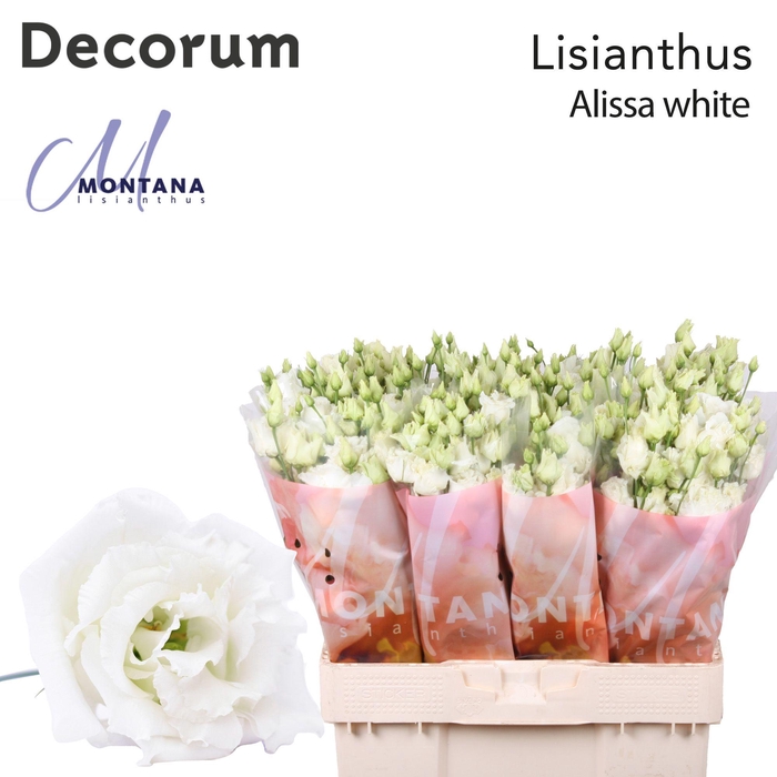 <h4>Lisianthus Alissa pure white 60cm</h4>