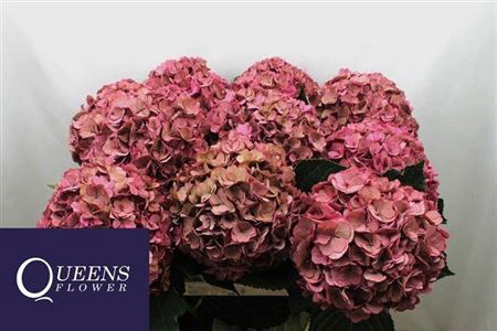 <h4>Hydr M Royal Anastasia Cl</h4>