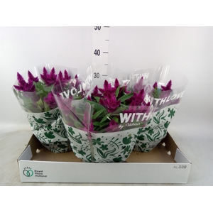 Celosia spic. 'Intenz'
