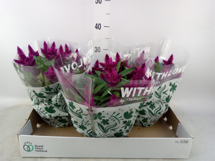 <h4>Celosia spic. 'Intenz'</h4>