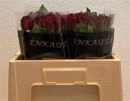 <h4>R Gr Infrared</h4>