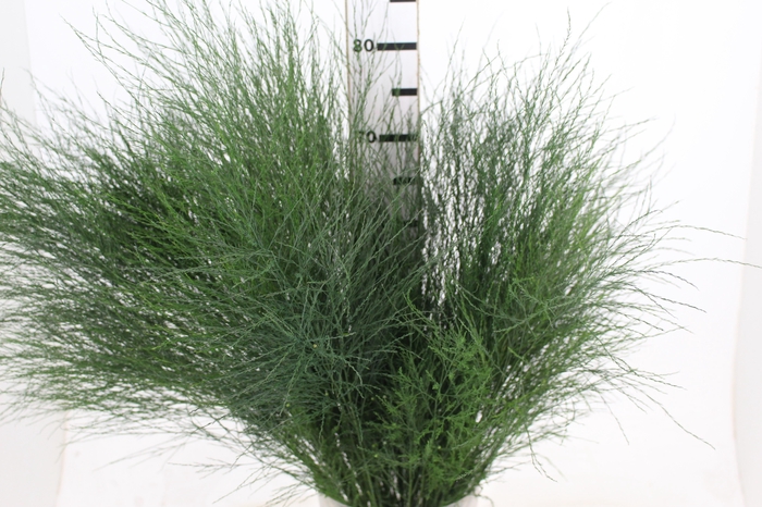 <h4>FOLHAGEM ASPARGO VASSOURINHA</h4>