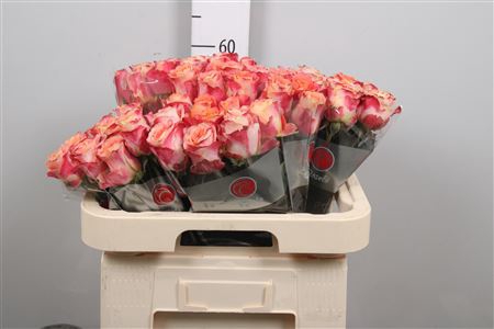 <h4>R Gr Capriola</h4>