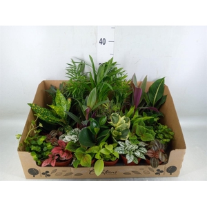 Planten Groen   ...mix 24