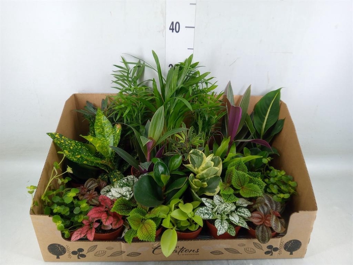 <h4>Planten Groen   ...mix 24</h4>