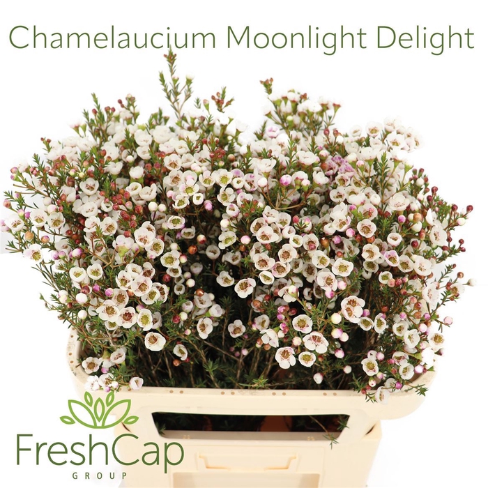 Chamelaucium Moonlight Delight