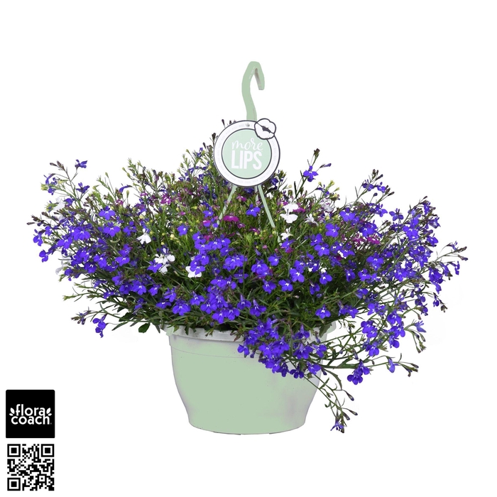<h4>MoreLIPS® Lobelia 'Trixi Fashion'</h4>