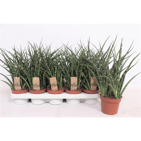 <h4>Sansevieria Fernwood Punk</h4>